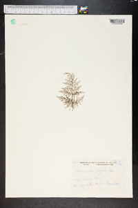 Cheilanthes siliquosa image