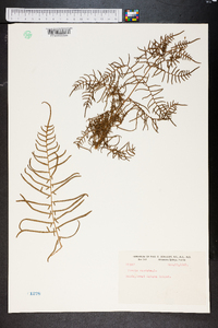 Pteridium caudatum image