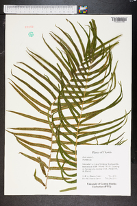 Pteris vittata image