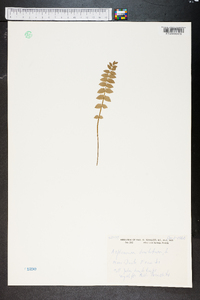 Asplenium dentatum image