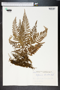 Asplenium obtusifolium image