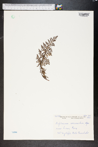 Asplenium verecundum image