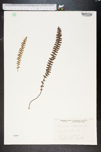 Asplenium vespertinum image