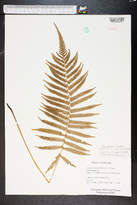 Thelypteris kunthii image