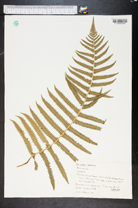 Thelypteris kunthii image