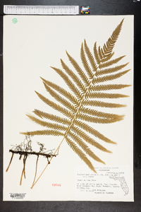 Thelypteris ovata image