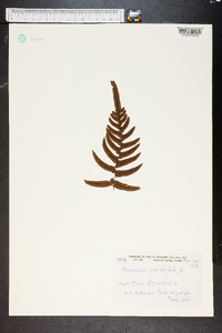 Blechnum occidentale image