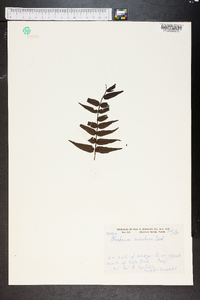 Blechnum hastatum image