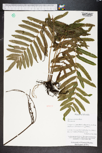 Blechnum serrulatum image