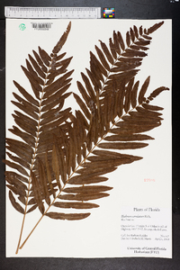 Blechnum serrulatum image