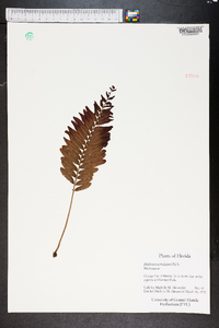 Blechnum serrulatum image