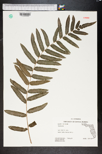 Blechnum serrulatum image