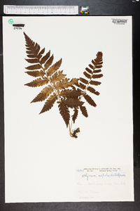 Athyrium scandicinum image