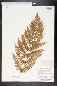 Athyrium filix-femina subsp. asplenioides image