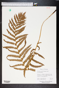 Dryopteris celsa image