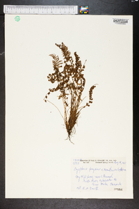 Dryopteris fragrans image