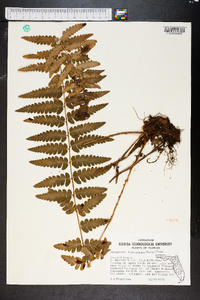 Dryopteris ludoviciana image