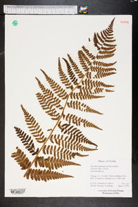 Dryopteris ludoviciana image