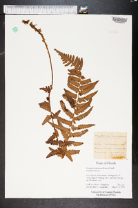 Dryopteris ludoviciana image