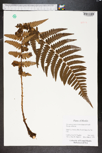 Dryopteris ludoviciana image