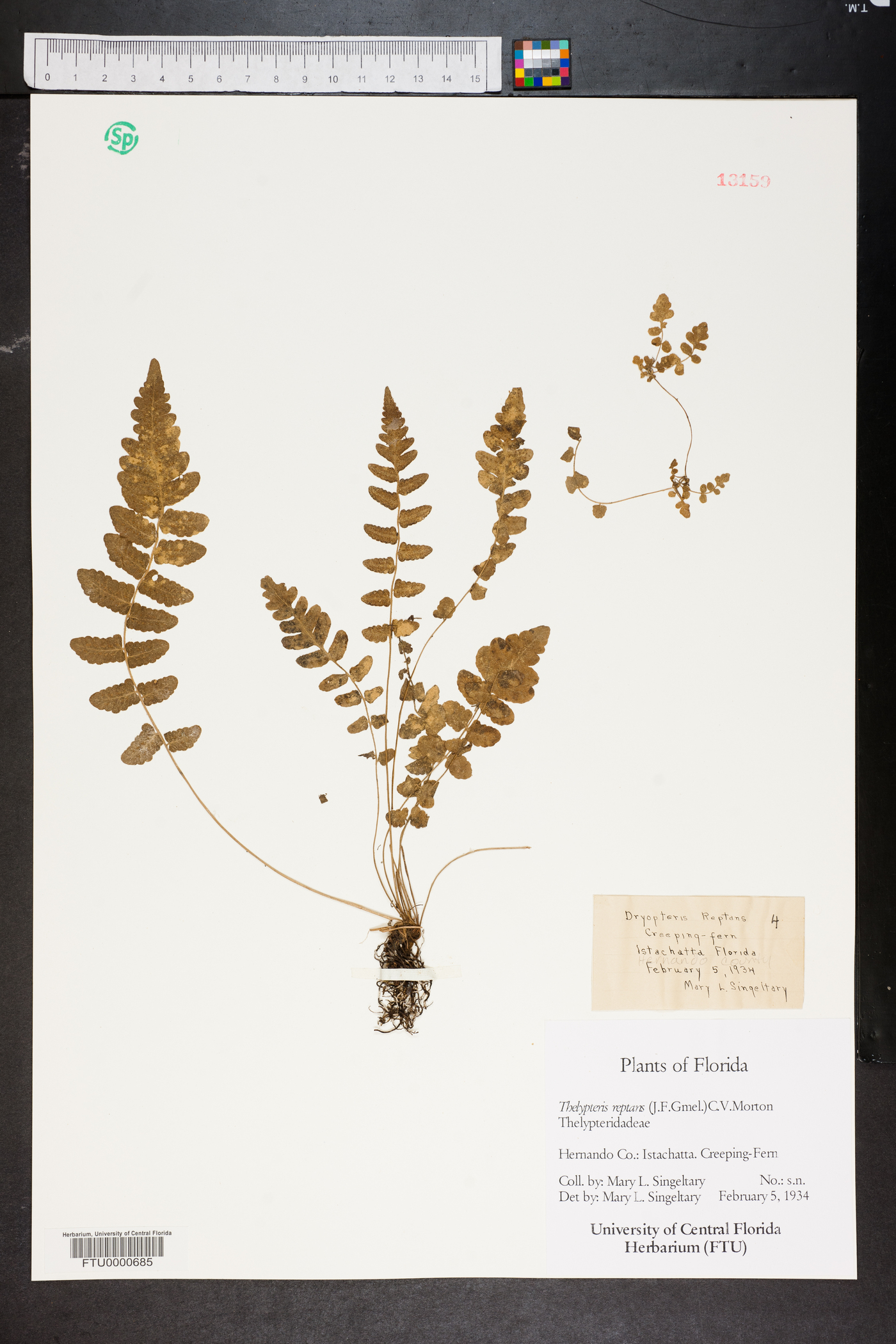 Dryopteris reptans image