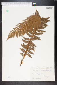 Polystichum aculeatum image