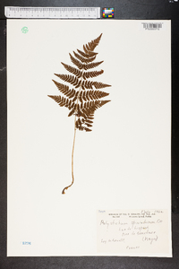 Polystichum spinulosum image