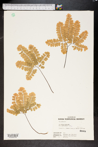 Adiantum tenerum image