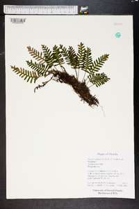 Pleopeltis polypodioides image