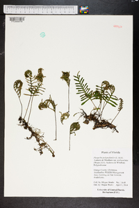 Pleopeltis polypodioides image