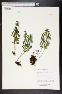 Pleopeltis polypodioides image