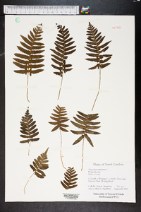 Polypodium cambricum image