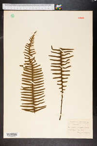 Polypodium pectinatum image