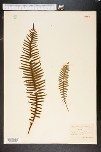 Polypodium pectinatum image