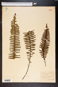 Polypodium pectinatum image