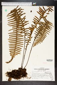 Polypodium plumula image