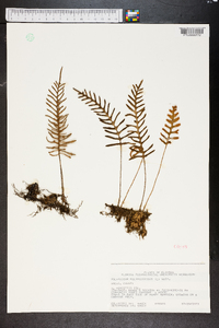 Polypodium polypodioides image