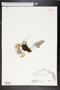 Polypodium polypodioides image