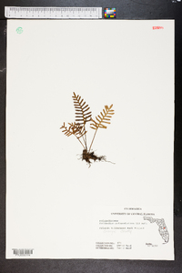 Polypodium polypodioides image