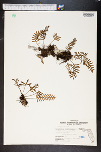 Polypodium polypodioides image