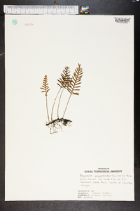 Polypodium polypodioides image