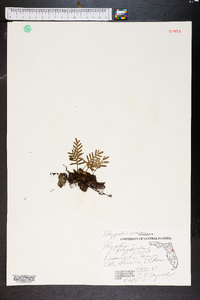 Polypodium polypodioides image