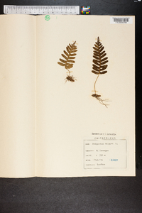 Polypodium vulgare image