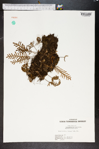 Polypodium polypodioides image