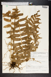 Nephrolepis biserrata image