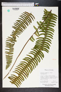 Nephrolepis cordifolia image