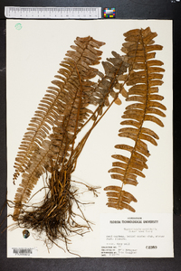Nephrolepis cordifolia image
