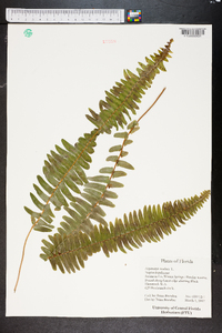 Nephrolepis exaltata image