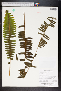 Nephrolepis exaltata image