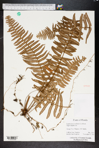 Nephrolepis exaltata image